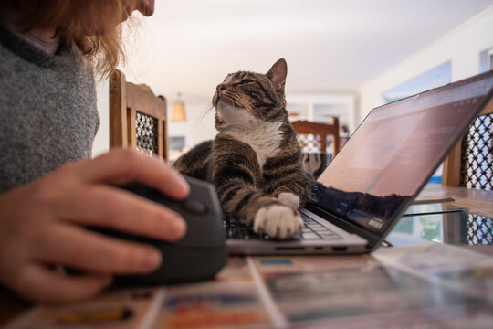 Cat Resting on Laptop with Person Working