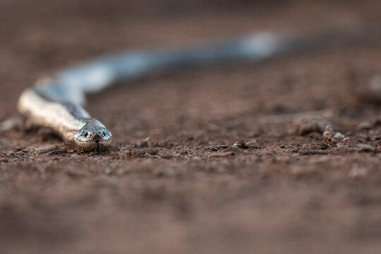 Montpellier Snake Crawling On The Ground  