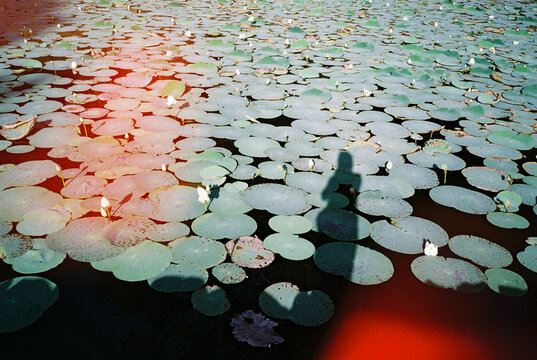 Peaceful Lily Pad Pond with Silhouetted photographer Figure