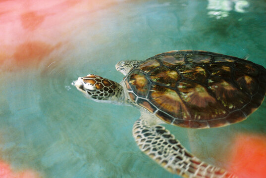 Sea Turtle Swimming. Film