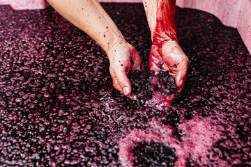 Winemakers hands in grape skins and juice