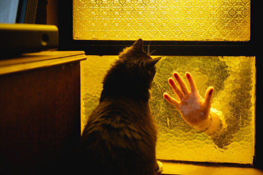Cat and Human Longing Through Glass