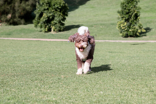 large lagotto dog