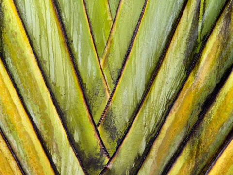 Pattern of a tree, green colour