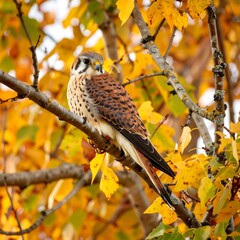 A hawk perched amidst autumn leaves