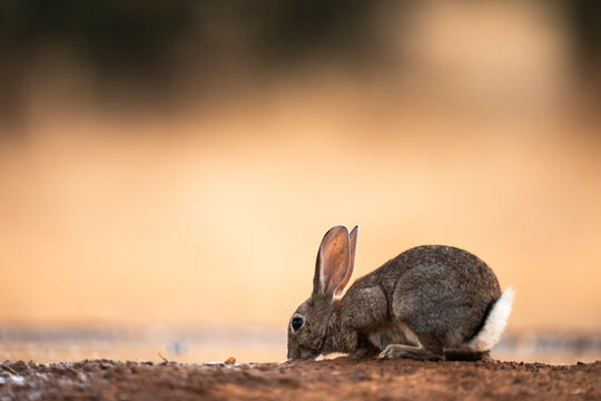 Rabbit Drinking In A Waterhole  