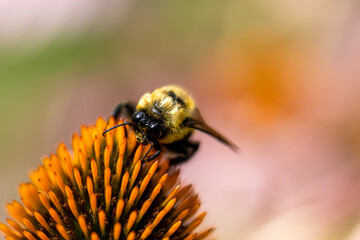 Closeup of a Bumblebee on a Pollinating a Coneflower