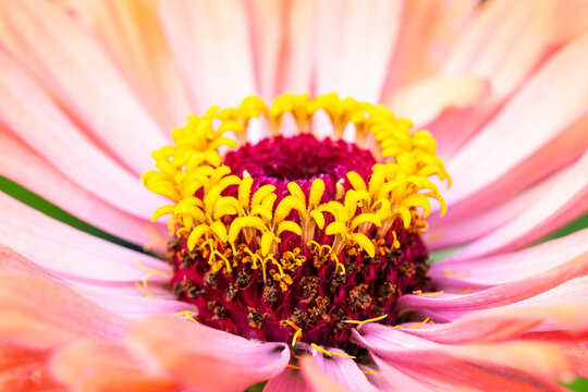 Closeup Macro Detail of a Pink Zinnia Flower in the Summer