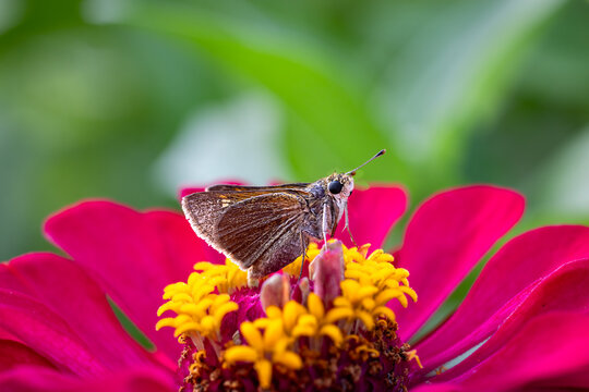Macro Closeup of a Pompeius Butterfly on a Colorful Zinnia Flowe