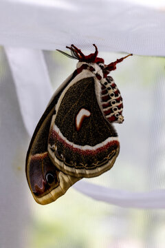 A Closeup of North America's Largest Moth Called the Cecropia Mo