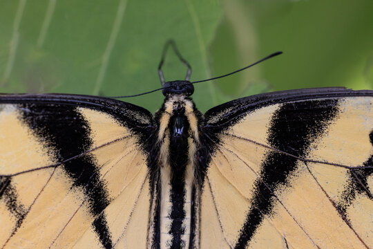 Closeup Macro of a Tiger Swallowtail Butterfly on Green Leaves