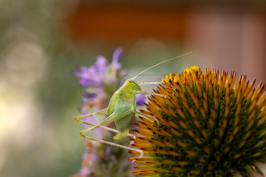 Katydid Macro Closeup on a Coneflower