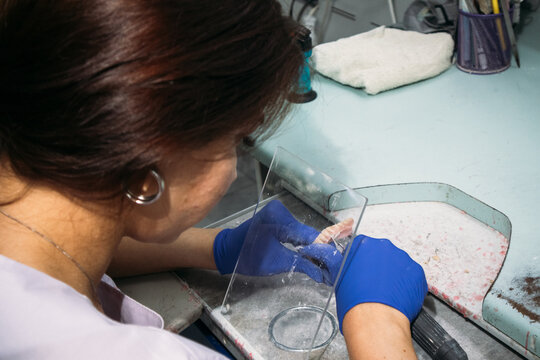 Dental technician shaping denture mold


