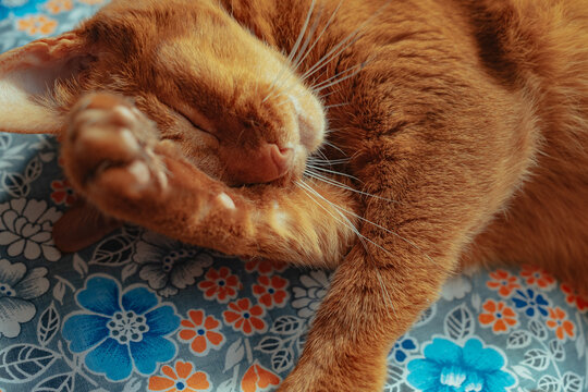 Cozy orange cat sleeping on patterned blanket in warm sunlight