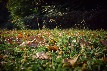 Sunny Autumn Day