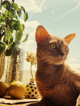 Cat relaxing by a sunny window with plants and fruits in sight
