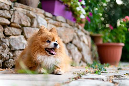 Pomeranian Relaxing in Garden With Colorful Flowers and Stones