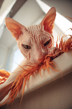 Sphynx cat chewing orange yarn