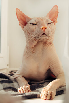 Sphynx cat squinting in sunlight