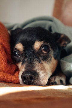 Cozy dog resting on blanket