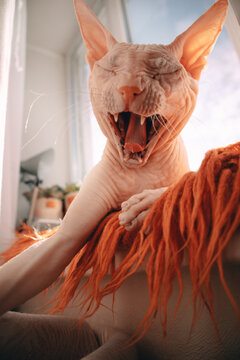 Yawning sphynx cat on orange blanket