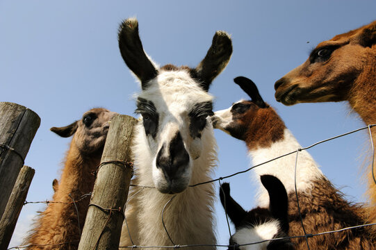 Llamas