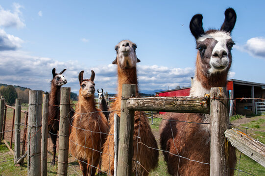 Llamas