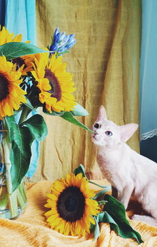 Cute cat exploring vibrant sunflowers in bright indoor setting