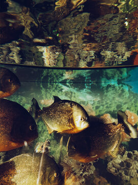 Underwater view of piranhas swimming near coral reef