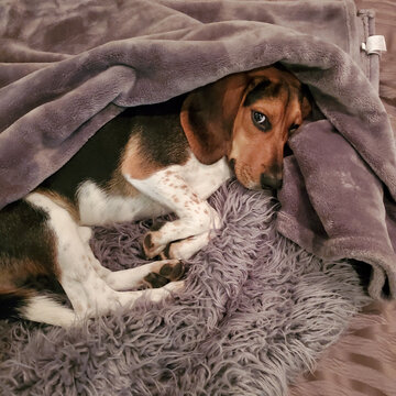 Beagle Pup looks up from nap