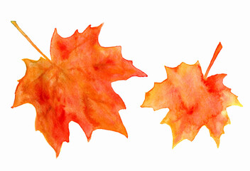 Fototapeta premium Watercolor maple leaves