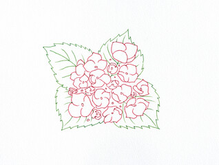 Hydrangea illustration
