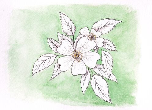 Dog rose floral illustration