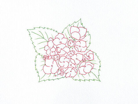 Hydrangea illustration