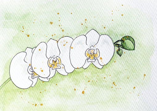 White Orchid Floral illustration