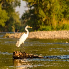 A heron perched on a log in a river