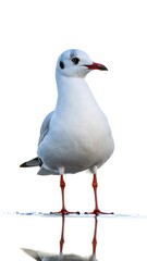 Obraz premium A seagull standing on a reflective surface