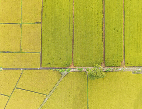 Aerial View Golden Rice Paddies Geometric Farm Fields