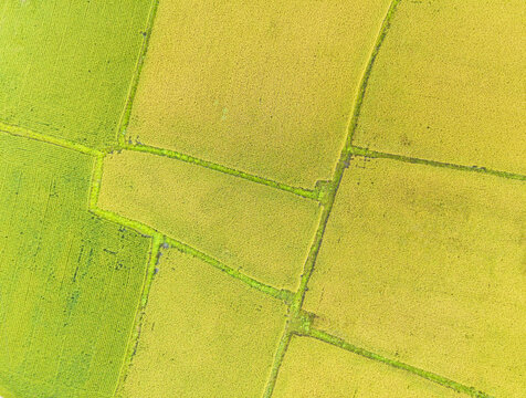 Aerial View of Ripe Rice Fields Patchwork Farmland Pattern