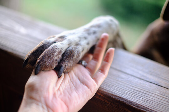 Dog's Paw Gently Resting on a Person's Hand in Nature Setting