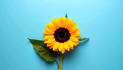 Vibrant Yellow Sunflower on Bright Blue Background