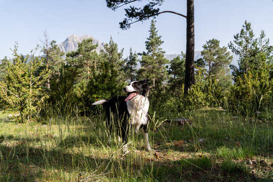 Border Collie Standing in Sunny Forest Clearing Near Mountain