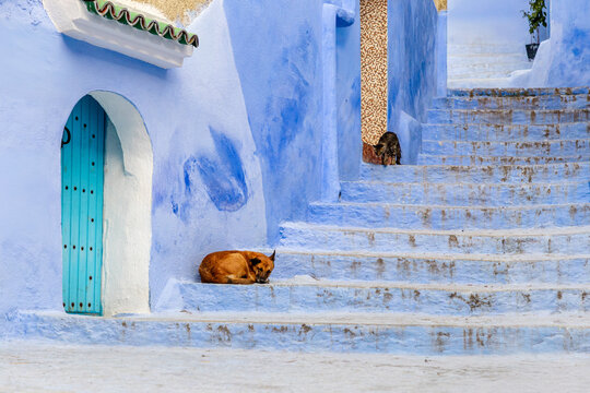 Sleeping dog and cat on blue steps in Chefchaouen

