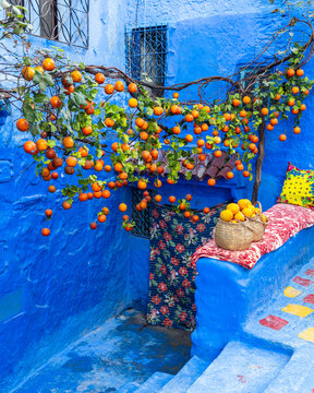 Colorful citrus tree in blue Chefchaouen courtyard
