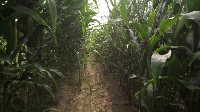Narrow dirt path going through lush cornfield on sunny day