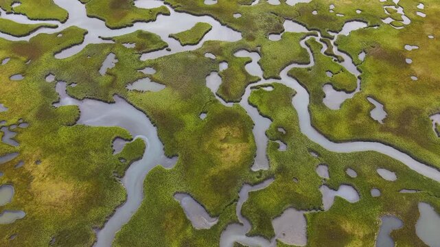 Sinuous channels meander through a beautiful salt marsh on Cape Cod, Massachusetts. These natural carbon sinks are sheltered nurseries for wildlife and act as a buffer against storms and waves.