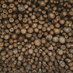A group of wooden tree poles arranged in an orderly manner