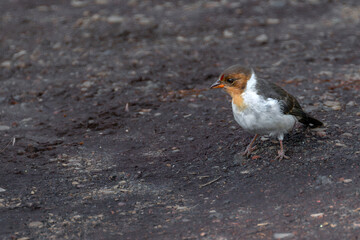 Juvenile Yellow-Billed Cardinal (Paroaria capitata) on Big Island, HI