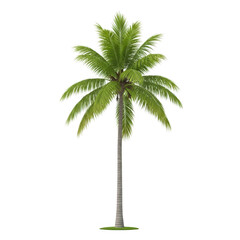 Obraz premium Single palm tree with green leaves isolated on transparent background