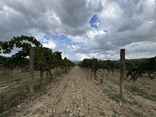 Obraz premium Vineyards in Sant Sadurní d’Anoia, heart of Penedès, land of cava and wine tradition, surrounded by Mediterranean landscape and nature